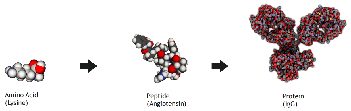 Cơ chế hoạt động của Peptide mô phỏng sinh học